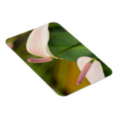 Magnet Flexible Fleurs d'anthurium rose Kauai Hawaii (Côté Droit)