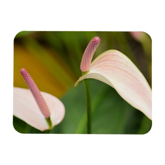 Magnet Flexible Fleurs d'anthurium rose Kauai Hawaii (Horizontal)