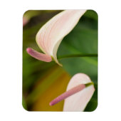 Magnet Flexible Fleurs d'anthurium rose Kauai Hawaii (Vertical)