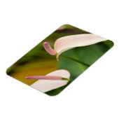Magnet Flexible Fleurs d'anthurium rose Kauai Hawaii (Côté Gauche)