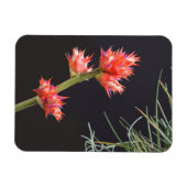 Magnet Flexible Fleurs de broméliade et tige (Horizontal)