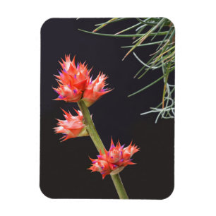 Magnet Flexible Fleurs de broméliade et tige