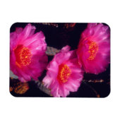 Magnet Flexible Fleurs de Cactus Beavertail 2 (Horizontal)