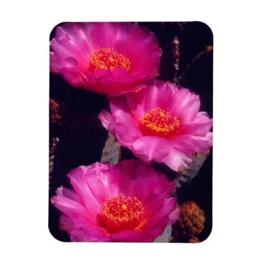Magnet Flexible Fleurs de Cactus Beavertail 2 (Vertical)