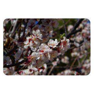 Magnet Flexible Fleurs de cerisier aimant