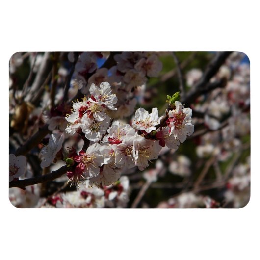 Magnet Flexible Fleurs de cerisier aimant (Horizontal)
