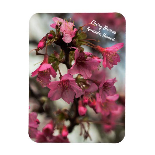 Magnet Flexible Fleurs de cerisiers à Hawaii (Vertical)