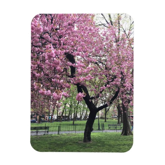 Magnet Flexible Fleurs de cerisiers roses printemps New York City (Vertical)