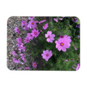 Magnet Flexible Fleurs de cosmos avec des galets sur un (Horizontal)