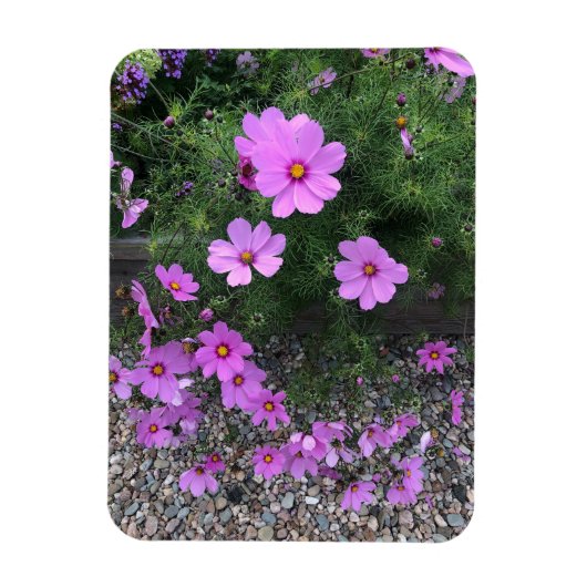 Magnet Flexible Fleurs de cosmos avec des galets sur un (Vertical)