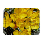Magnet Flexible Fleurs de Crocus Jaune (Horizontal)