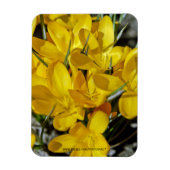 Magnet Flexible Fleurs de Crocus Jaune (Vertical)