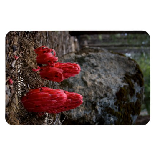 Magnet Flexible Fleurs de neige (Horizontal)