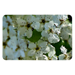 Magnet Flexible Fleurs de poires en fleurs