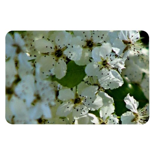 Magnet Flexible Fleurs de poires en fleurs (Horizontal)