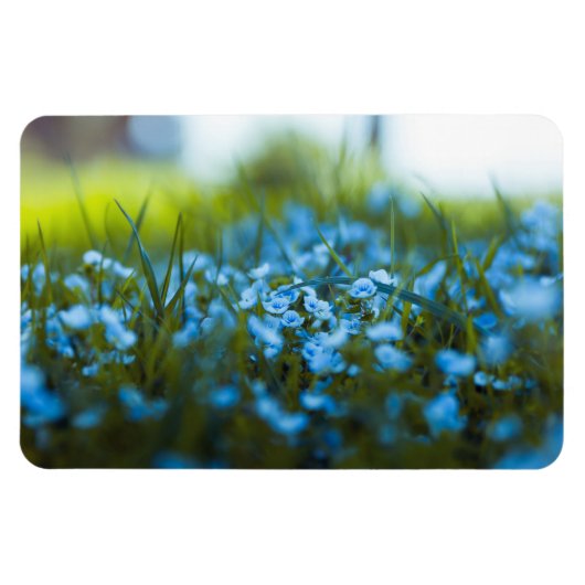 Magnet Flexible Fleurs de printemps sur le terrain (Horizontal)