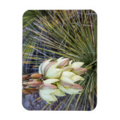 Magnet Flexible Fleurs De Yucca À Soaptree Dans Le Haut Missouri (Vertical)