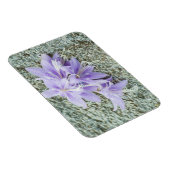 Magnet Flexible fleurs d'hosta lavande en pleine floraison  (Côté Droit)