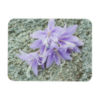fleurs d'hosta lavande en pleine floraison