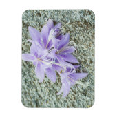 Magnet Flexible fleurs d'hosta lavande en pleine floraison  (Vertical)