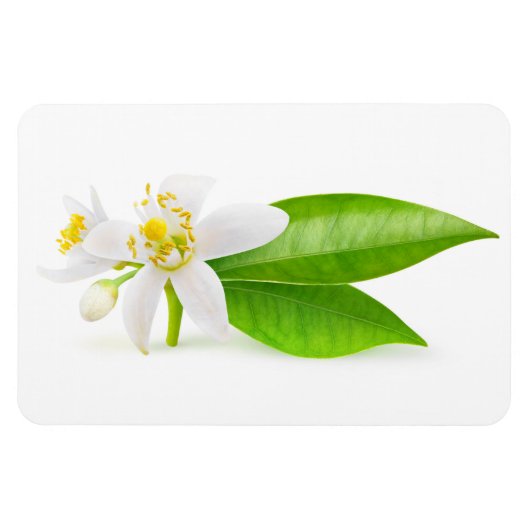 Magnet Flexible Fleurs d'oranger (Horizontal)