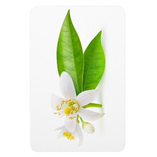 Magnet Flexible Fleurs d'oranger (Vertical)