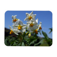 Fleurs étoilées Solanum tuberosum