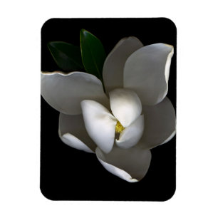 Magnet Flexible Fleurs Fleur de Magnolia blanc unique