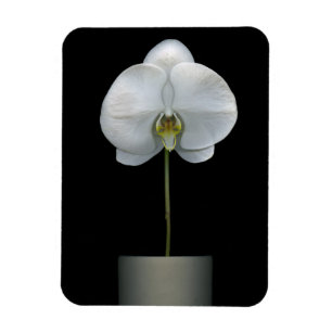 Magnet Flexible Fleurs Fleur d'orchidées blanches