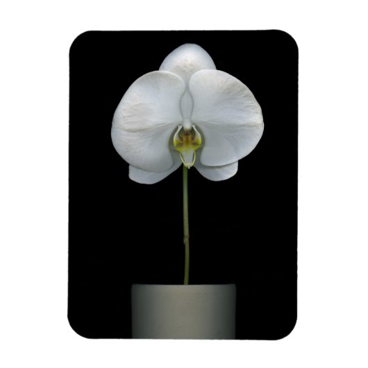 Magnet Flexible Fleurs | Fleur d'orchidées blanches (Vertical)