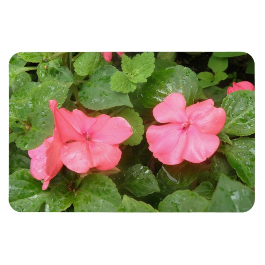 Magnet Flexible Fleurs Impatiens Rose Aimant Premium (Horizontal)