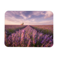 Fleurs | Lavande Sud France