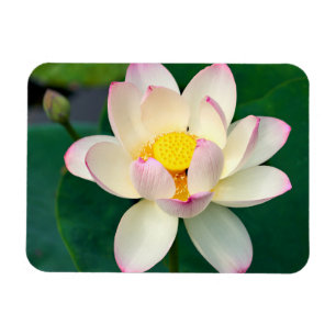 Magnet Flexible Fleurs   Lotus Water Flower
