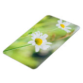 Magnet Flexible Fleurs marguerites sur le pré (Côté Gauche)