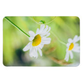 Magnet Flexible Fleurs marguerites sur le pré (Horizontal)