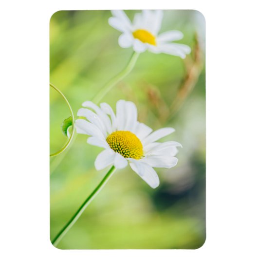 Magnet Flexible Fleurs marguerites sur le pré (Vertical)