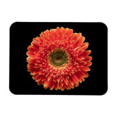 Magnet Flexible Fleurs | Orange Gerbera Daisy (Horizontal)