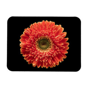 Magnet Flexible Fleurs   Orange Gerbera Daisy