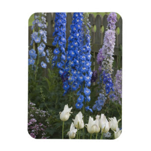 Magnet Flexible Fleurs printanières le long d'un chemin de jardin,