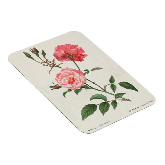 Magnet Flexible Fleurs Rosa vintages (Côté Droit)