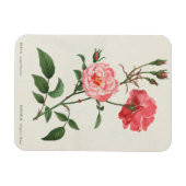 Magnet Flexible Fleurs Rosa vintages (Horizontal)