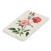 Magnet Flexible Fleurs Rosa vintages (Côté Gauche)