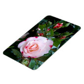 Magnet Flexible Fleurs roses, Roses blanches rouges roses (Côté Gauche)
