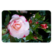 Magnet Flexible Fleurs roses, Roses blanches rouges roses (Horizontal)