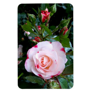 Magnet Flexible Fleurs roses, Roses blanches rouges roses