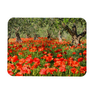 Magnet Flexible Fleurs rouges de pavot sous de vieux oliviers