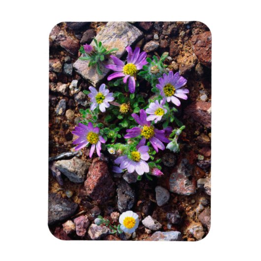 Magnet Flexible Fleurs sauvages (Vertical)