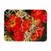 Magnet Flexible Fleurs sauvages de Cactus Claret Cup (Horizontal)
