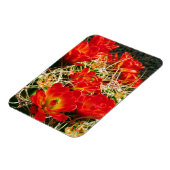 Magnet Flexible Fleurs sauvages de Cactus Claret Cup (Côté Gauche)