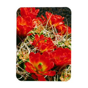Magnet Flexible Fleurs sauvages de la Claret Cactus